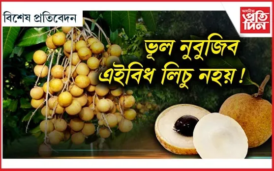 কি এই লংগান ? যাৰ উপকাৰিতা অগণন...